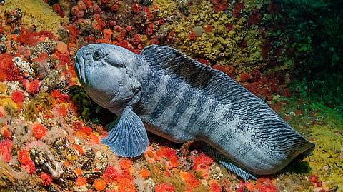 An Atlantic Wolffish. The BlueRewilding project is led by Akvaplan-niva, in partnership with the Norwegian Institute for Water Research (NIVA), with funding from Restorae and Trefadder/Vår Energi.
