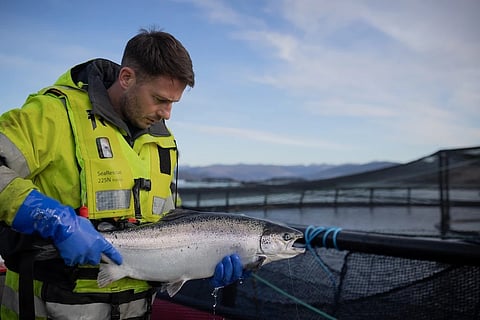 A worker checks a fish at a salmon farm in Scotland.