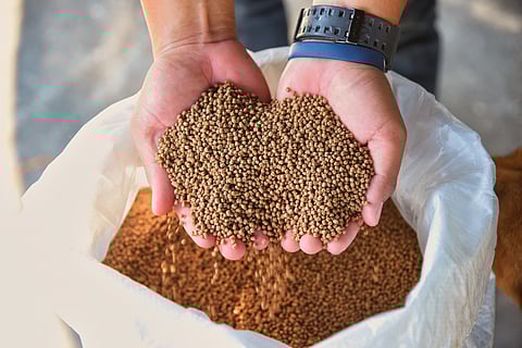 Aquaculture feed.