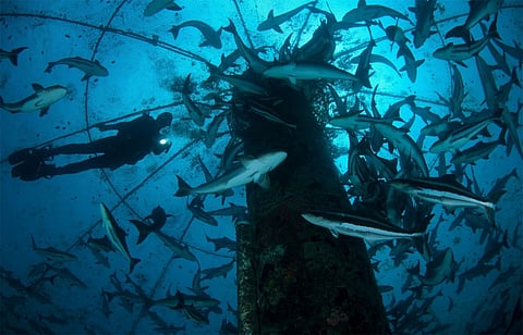 Open Blue's cobia aquaculture farm.