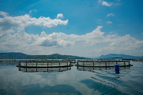 Kivu Choice is the sister company of Victory Farms, the largest aquaculture platform in East Africa, based in Kenya.