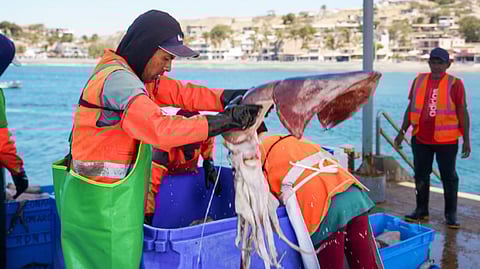 Peruvian artisanal fishermen landing jumbo flying squid.