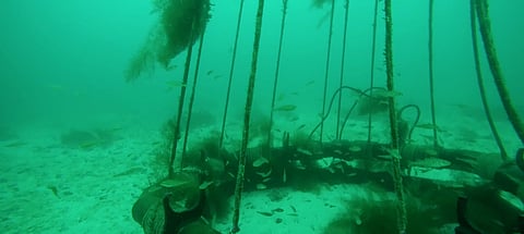 Cod fry and saithe fry swim around the artificial reefs covered with kelp.