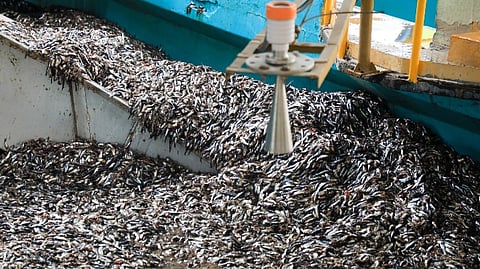 Anchovy for indirect human consumption processing in Peru.