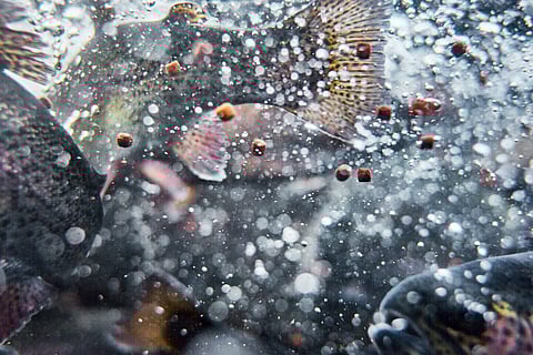 Rangen feed is used at Riverence, Provisions an ASC-certified trout farm in Idaho.