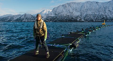 Norwegian researchers are collaborating with aquaculture companies such as Grieg Seafood through the FHF-funded JellySafe project to develop early-warning systems and protective measures. Pictured: Researcher Marius Andersen of SINTEF Ocean.