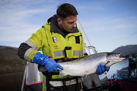 Farmer holding a Scottish salmon at a fish farm in Scotland.