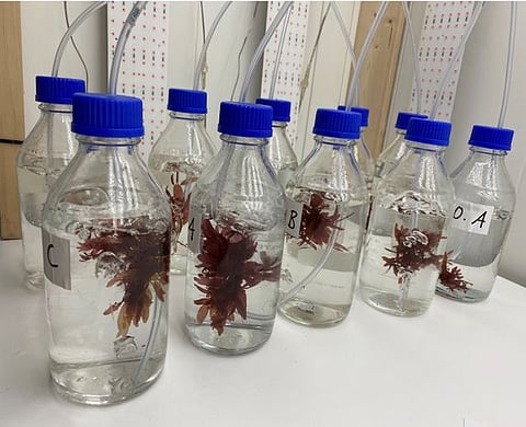 Dulse growing on different concentrations of effluent water from a RAS facility.