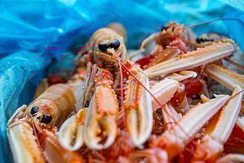 Close-up cooked, fresh Scottish langoustines.