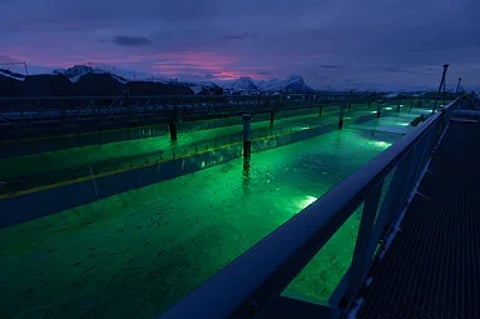 Gigante Salmon's land-based flow-through aquaculture facility at Lille Indre Rosøy.