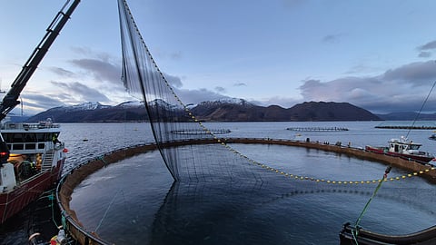 Ode's cod farm in Alida, Norway.