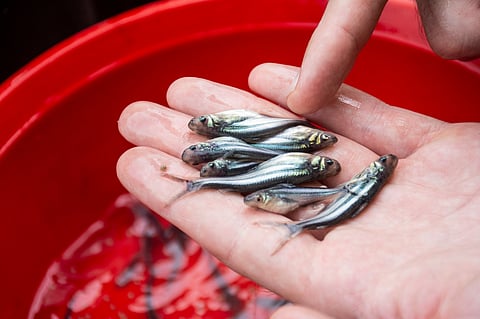 “Aquaculture will only reach its full potential in the region when welfare is placed at its heart,” said Fresh Studio's Joe Pearce.