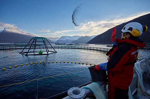 Nofima has analyzed the ripple effects of the aquaculture industry in Norway.