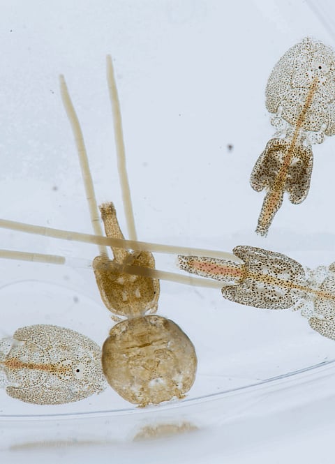 Sea lice larvae under the microscope.