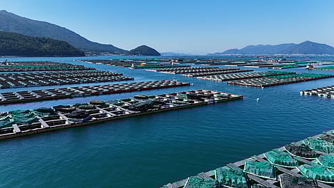 Aquaculture Fields of Tongyeong, South Korea.
