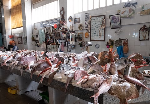 Fresh catch on display on the counter at the fish souk market in the old town medina in Tangiers Tangier, Morocco.