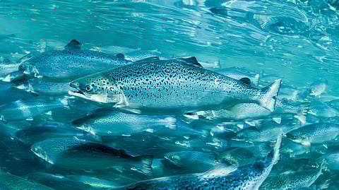 Salmon Evolution's land-based farmed salmon.