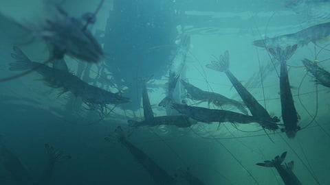 Underwater view of shrimp.