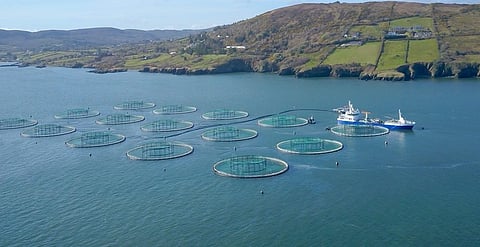 IFA Aquaculture is comprised of representatives from all sectors of the Irish aquaculture industry, including farmers of fish, shellfish, seaweeds and other species.
