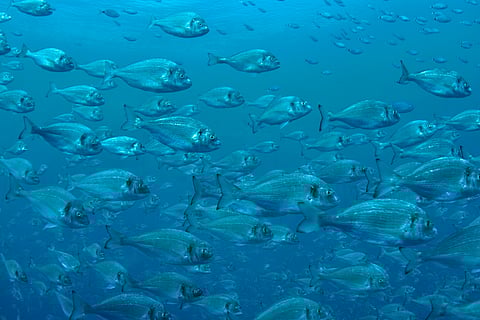 Farmed gilt-head seabream