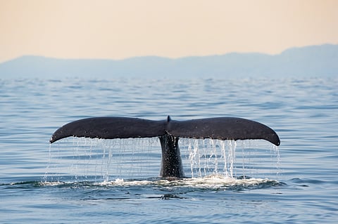 Humpback whale pictured off the coast of Vancouver, British Columbia, Canada.