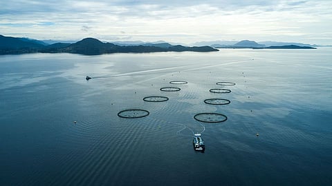 Mattilsynet is responsible for oversight of fish health and biosafety in Norway's aquaculture sector.