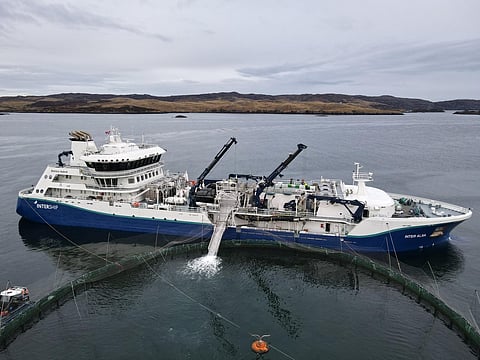 Wellboat Inter Alba, from Trident Aqua Services.
