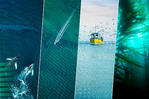 The call for applications to join the new European Ocean Board will remain open until 10 March 2026.