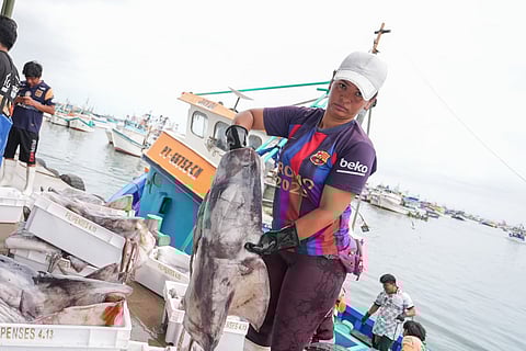 An artisanal fisherwoman holds a jumbo flying squid while landing it at a port in Peru.