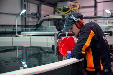 Worker at a land-based aquaculture facility in Iceland.
