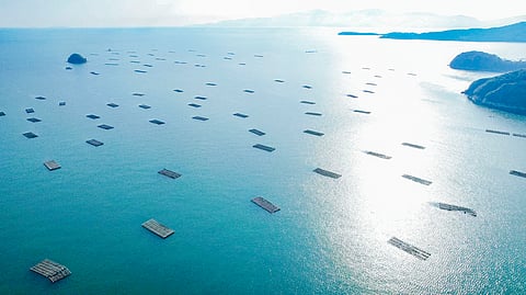 The stakeholder consultation is open on the Aquaculture Stewardship Council website until 9 April.