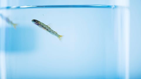 The RASafe project is funded by the Norwegian Fisheries and Aquaculture Industry Research Fund (FHF) and the project partners.