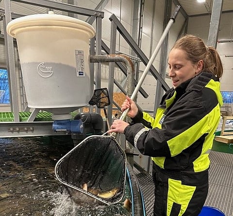 Sampling at the Rubbestad facility, carried out by fish health biologist Elise Rønningen