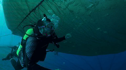 This assignment is part of Topian's aquaculture initiative within the NEOM project in Saudi Arabia.