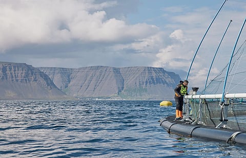 Arnarlax sea farm in Iceland.