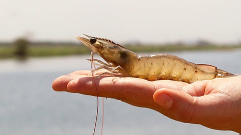 Hand holding a shrimp in front of an aquaculture farm.