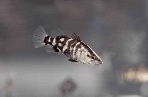 Barramundi is one of the warm-water species BioMar is focusing on at its Aquaculture Technology Centre in Hirtshals, Denmark.