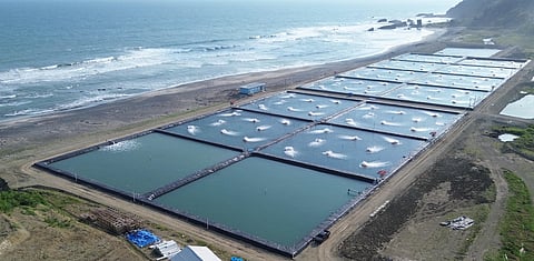 Nusa Vaname Shrimp (Farm) - Cilacap, Central Java, Indonesia.