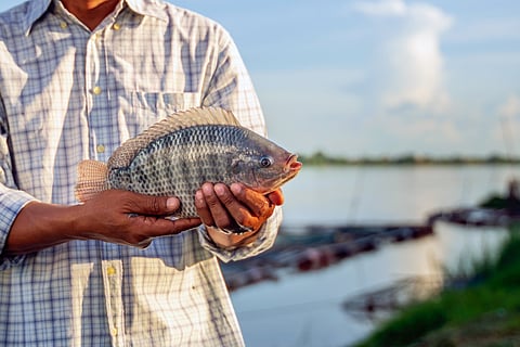 Tilapia fish