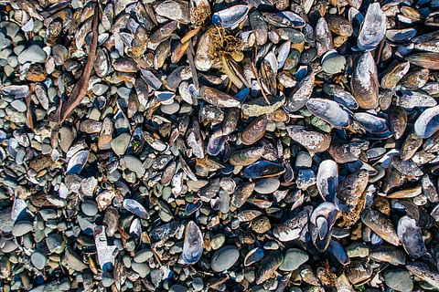 Lots of mussel and other seashells washed up on a beach in Canterbury, New Zealand.