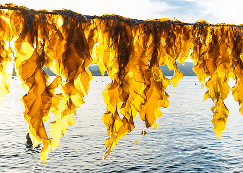 Saccharina latissima, or sugar kelp.