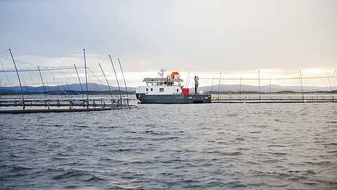 Måsøval's salmon farm.