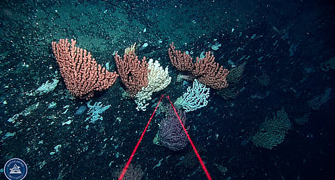 Corals and sponges on the seabed were photographed with an ROV.
