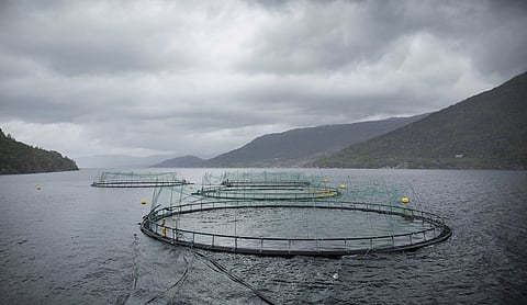 Researchers map how sea lice spread between neighbouring farms