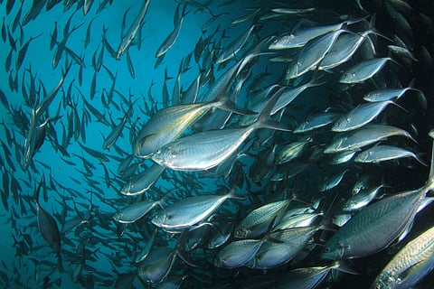 Tuna fish underwater in ocean