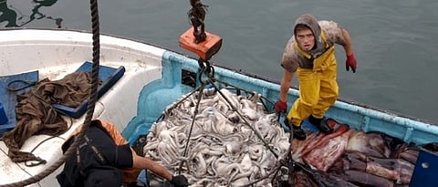 Fishermen on a Chilean boat while catching cuttlefish.