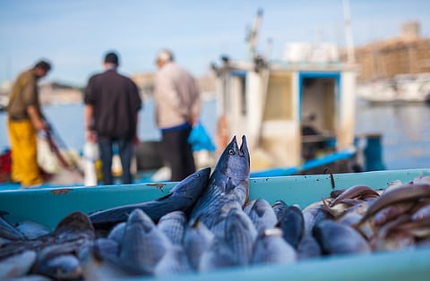 Fish on the harbour front in Marseille, France.