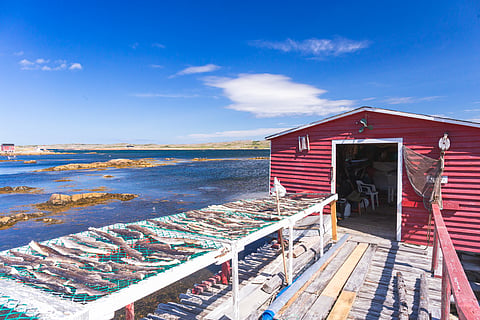 Codfish in the stage belonging to Tilting, Fogo Island, Newfoundland and Labrador, Canada.