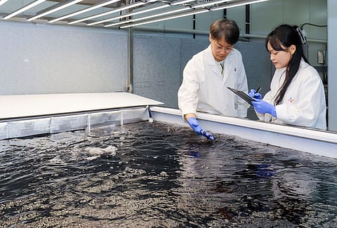 CJ Foods' land-based gim cultivation lab-pilot facility at CJ Blossom Park R&D Center, in Suwon, near Seoul, South Korea.