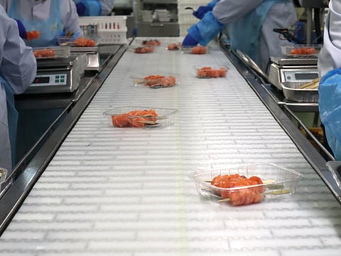 Processing line preparing Scottish salmon skewers.